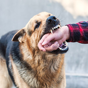 California Dog Bite Lawyer | Recover Complete Compensation